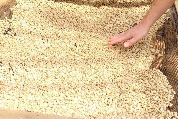 roesterei331 Rohkaffee